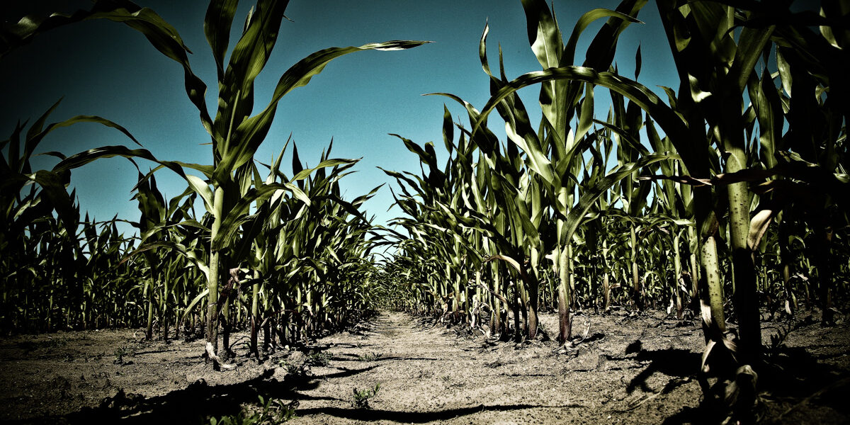 mais / indian corn maize
